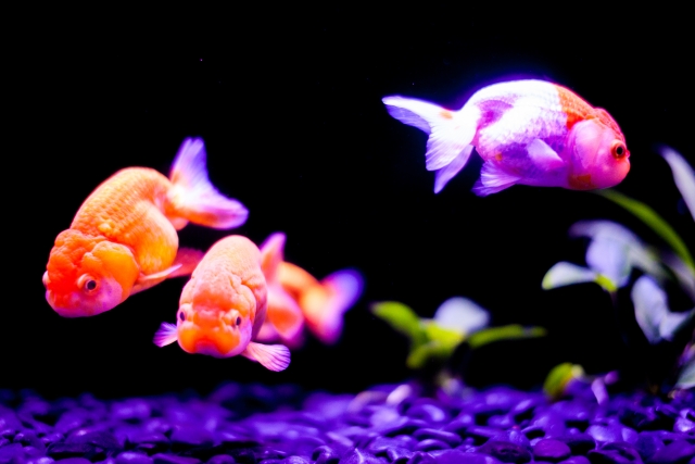 黒い背景の水槽内を泳ぐ3匹の金魚と水草の配置