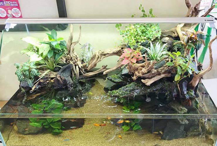 流木と水草を配置したアクアテラリウム水槽と泳ぐ小型魚