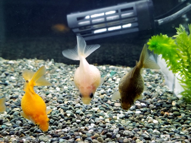 砂利の上を泳ぐ3匹の金魚と水槽用ヒーター