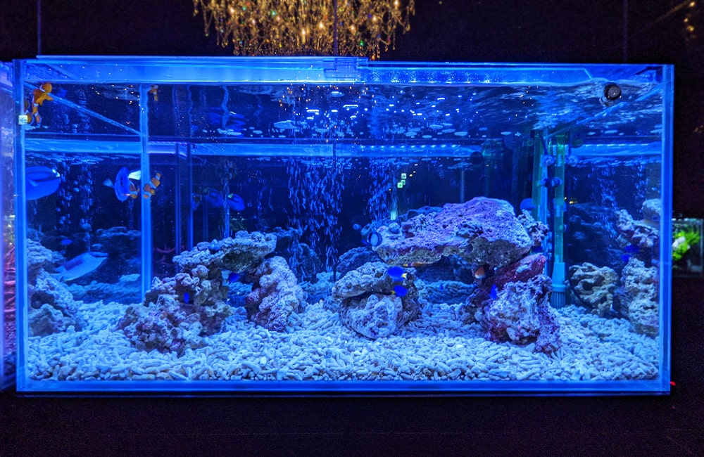 青い照明に照らされたライブロックと海水魚の大型水槽