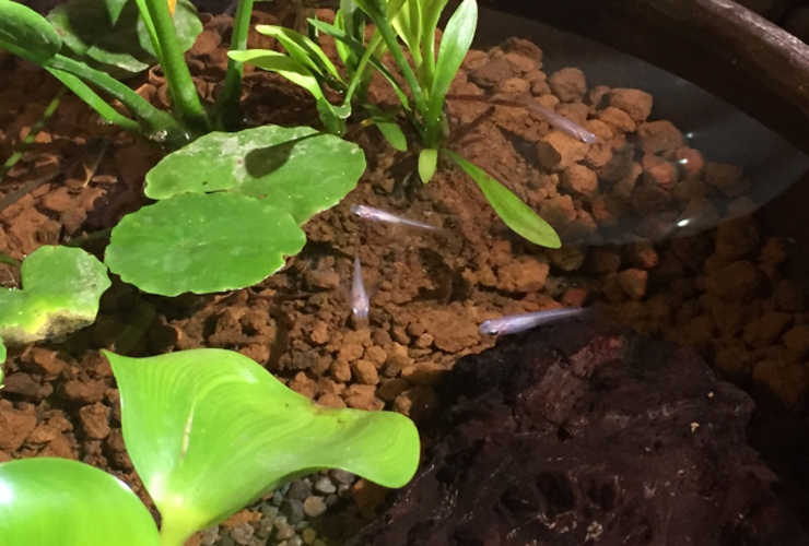 水草と赤玉土のビオトープで泳ぐ数匹のメダカ