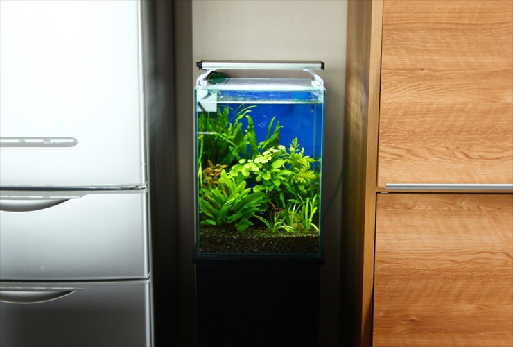 冷蔵庫と棚の間に設置された水草の茂る小型水槽