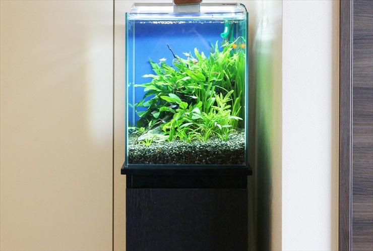 水草が茂る青い背景の小型水槽と黒い専用台の設置例