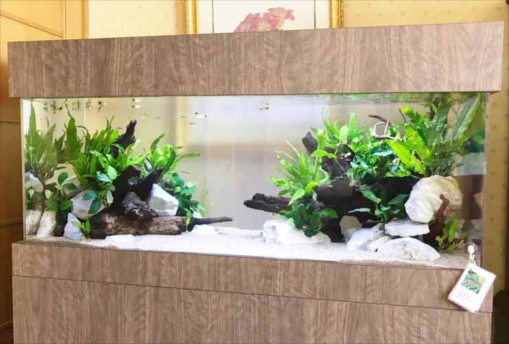 木目調の台と蓋に囲まれた流木と水草の大型水槽
