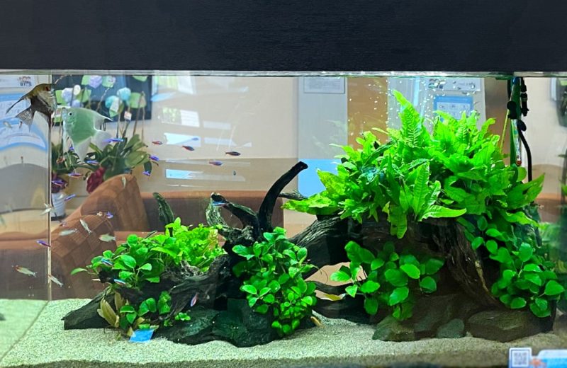 福祉施設様 90cm淡水魚水槽 販売・メンテナンス事例 水槽画像３