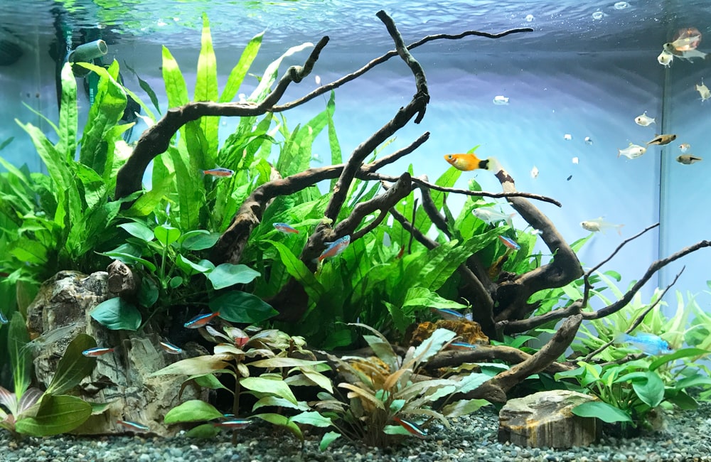 流木と水草が茂る水槽を泳ぐネオンテトラの仲間と小型魚