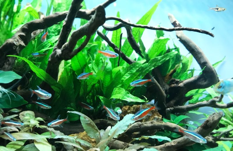 流木と水草の間を泳ぐネオンテトラの仲間たち