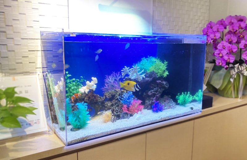 世田谷区 クリニック様 90cm海水魚水槽 メンテナンス事例 水槽画像1