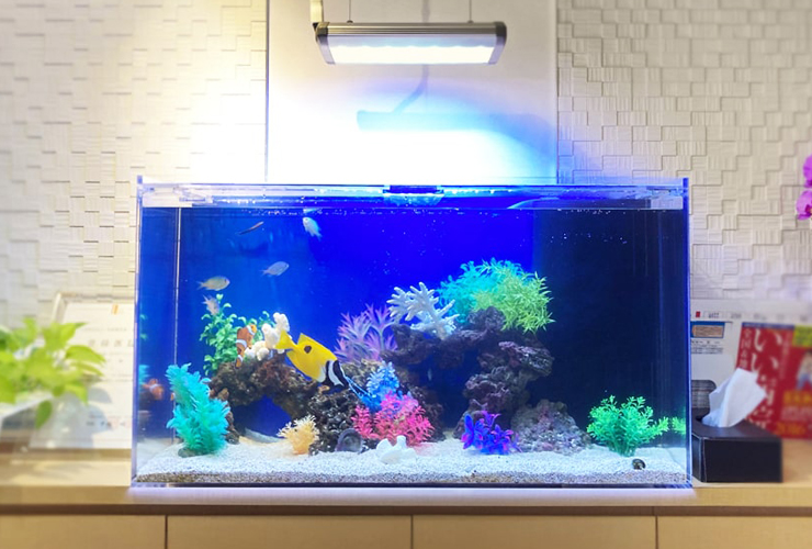 カラフルな人工水草と海水魚が泳ぐ青い照明の水槽