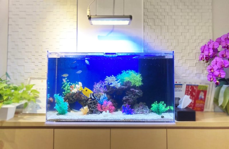 世田谷区 クリニック様 90cm海水魚水槽 メンテナンス事例 水槽画像2