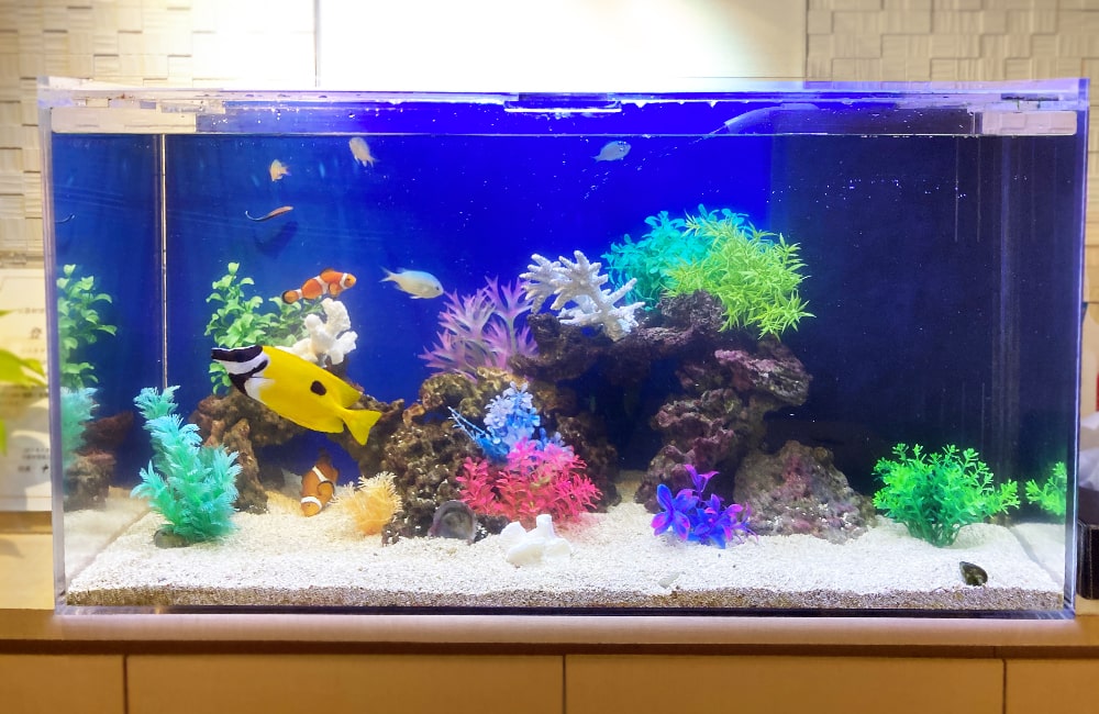 黄色い海水魚と人工水草を配置した青い背景の水槽