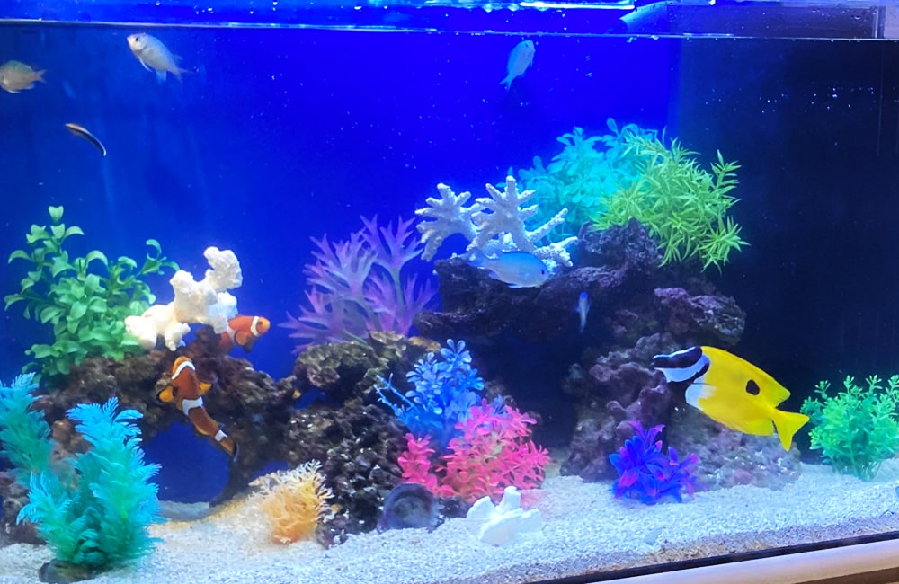海水魚と人工サンゴが並ぶ青い背景の熱帯魚水槽