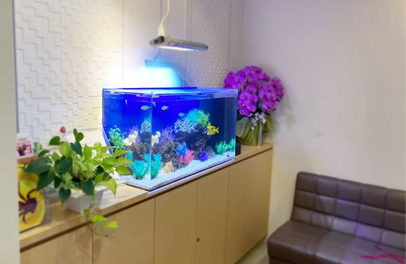 世田谷区 クリニック様 90cm海水魚水槽 メンテナンス事例 水槽画像5