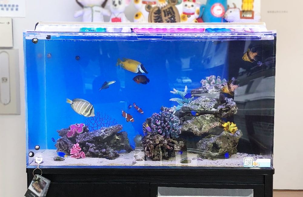 青い背景の海水魚水槽と泳ぐクマノミやライブロックの配置