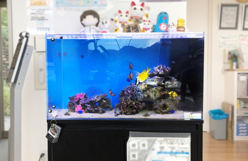 愛知県 なのはな薬局様 水槽レンタル事例 90cm海水魚水槽を設置しました 水槽画像2