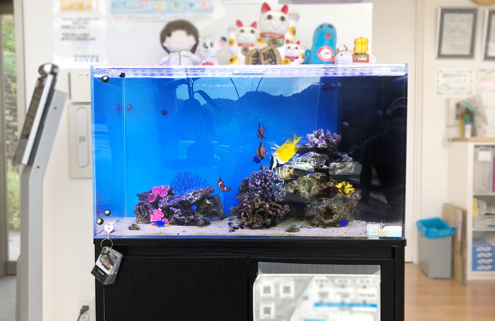 海水魚が泳ぐ青い背景のオフィス設置水槽