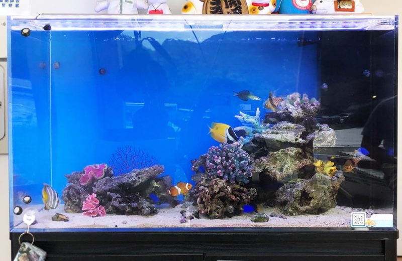 愛知県 なのはな薬局様 水槽レンタル事例 90cm海水魚水槽を設置しました 水槽画像3