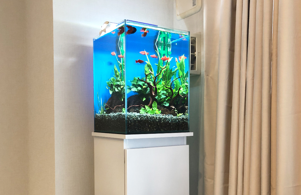 東京都　小型アクアリウム　30cm淡水魚水槽 レンタル事例のサムネイル画像