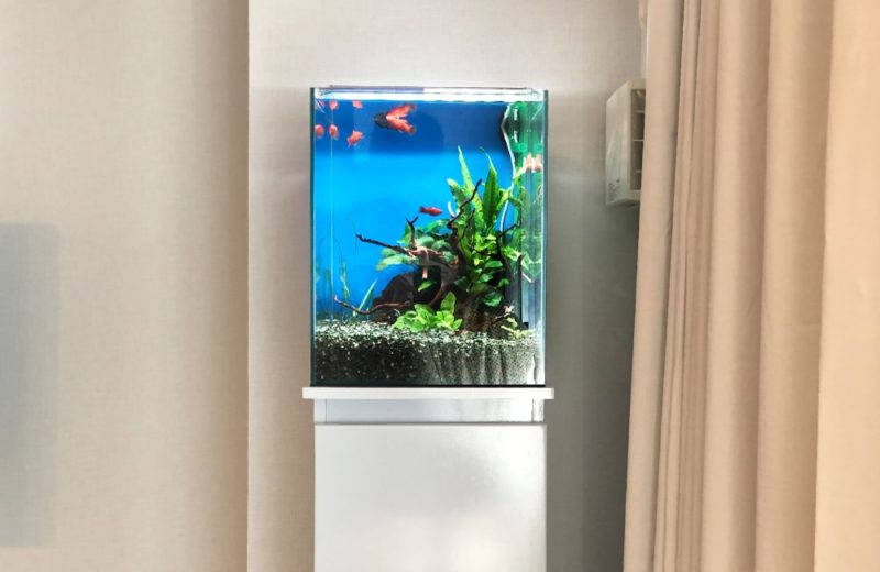 東京都 小型アクアリウム 30cm淡水魚水槽 レンタル事例 水槽画像2