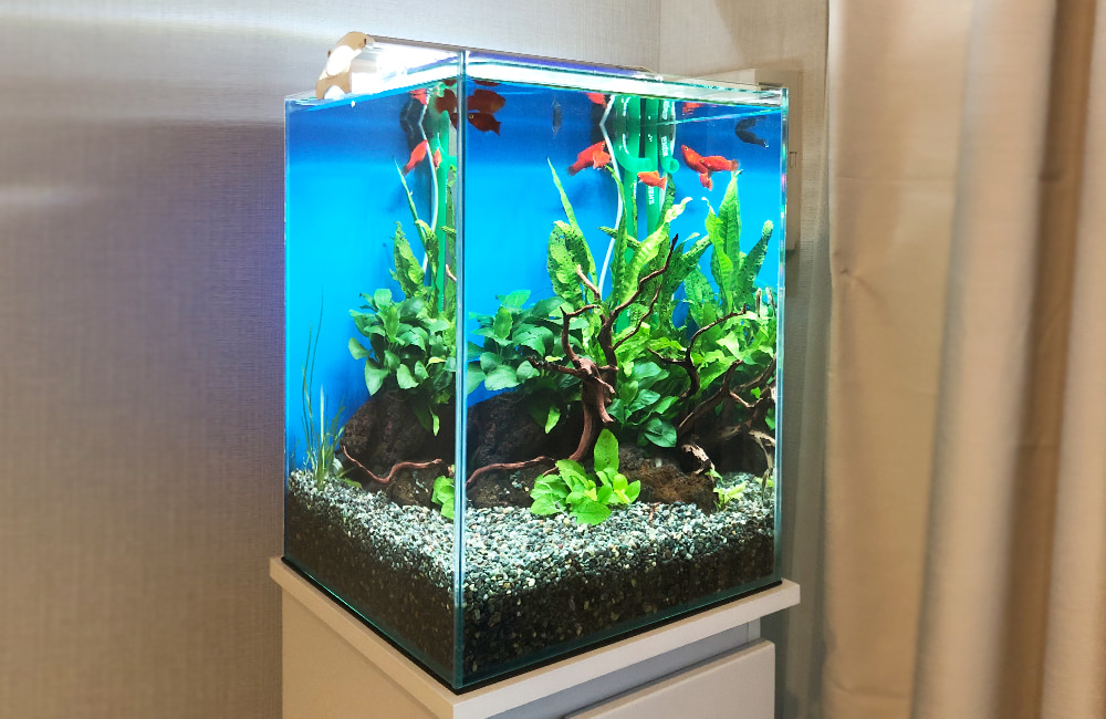 赤い魚と水草が泳ぐ青い背景の小型水槽レイアウト