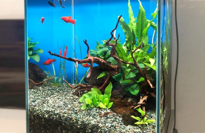 東京都 小型アクアリウム 30cm淡水魚水槽 レンタル事例 水槽画像3