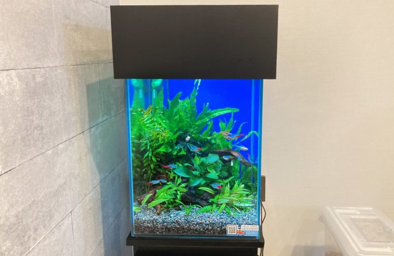 東京都 小型アクアリウム 30cm淡水魚水槽 レンタル事例 水槽画像4