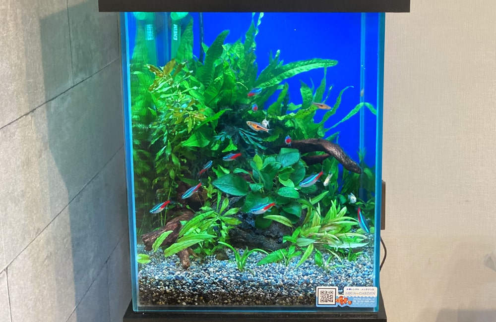 30cm水槽 メンテナンス