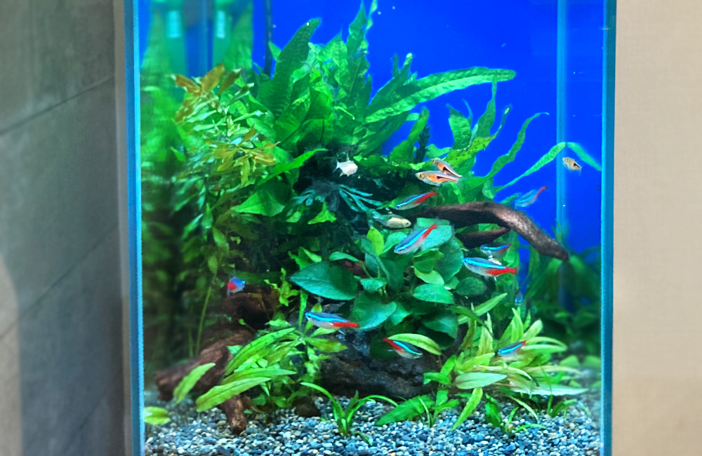 水槽レンタル 熱帯魚 淡水魚