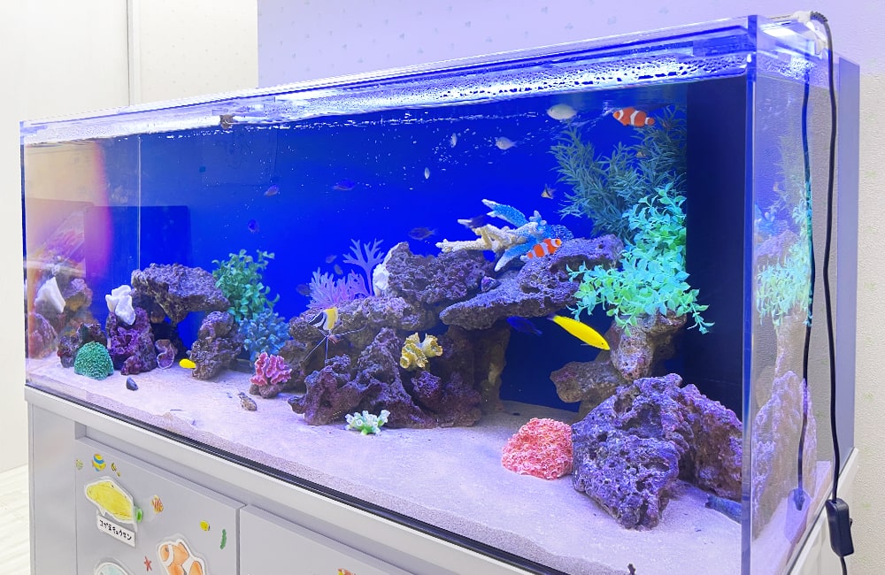 海水 アクアリウム レンタル