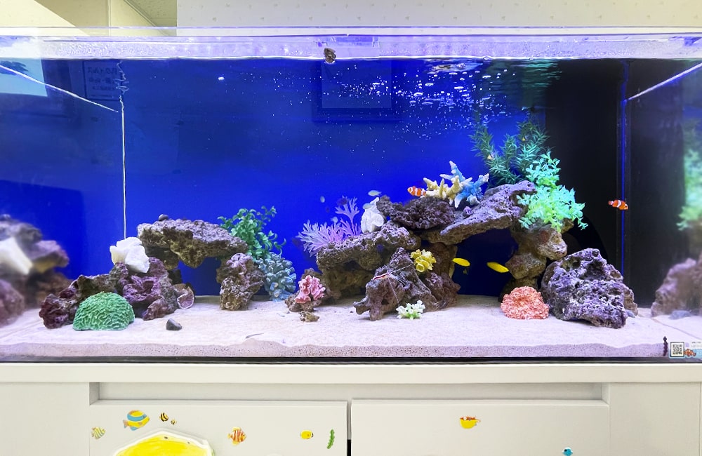 水槽レンタル 水槽レイアウト 海水魚水槽