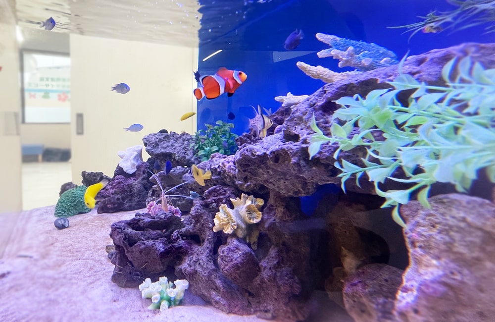 水槽レンタル 熱帯魚 一覧