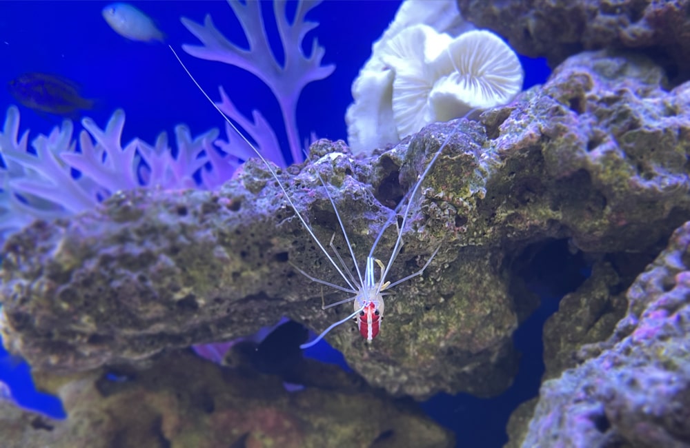 水槽レンタル スカンクシュリンプ クリーナー