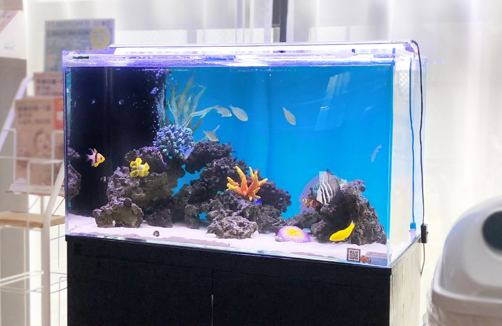 産科・婦人科クリニック様 90cm海水魚水槽 水槽メンテナンス事例のサムネイル画像