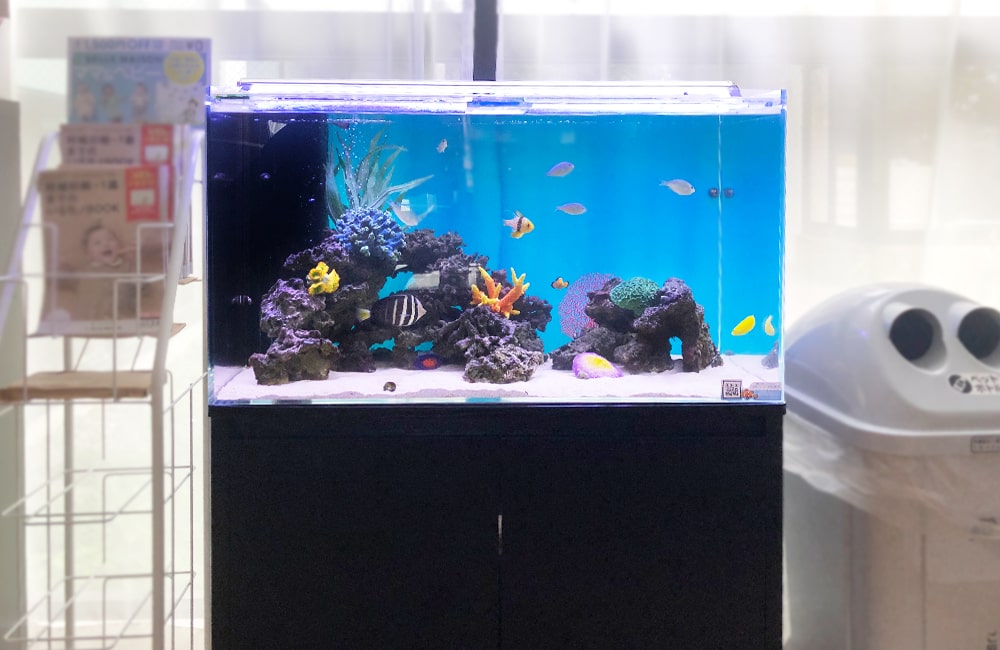 90cm海水魚水槽 メンテナンス クリニックの水槽