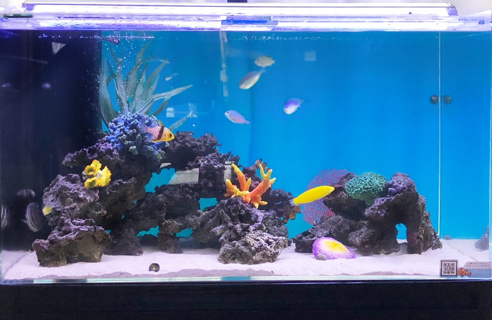 90cm海水魚水槽 熱帯魚 メンテナンス