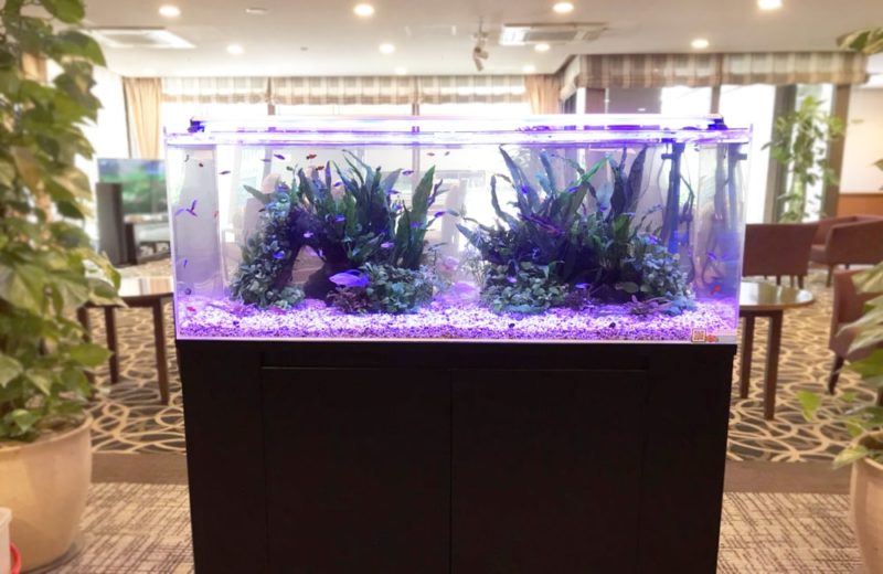 埼玉県さいたま市 介護付き有料老人ホーム 水槽レンタル事例 現在の様子 水槽画像1