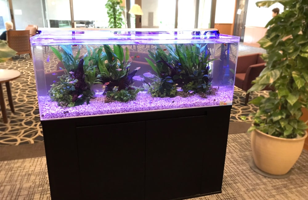 老人ホーム 水槽 アクアリウム