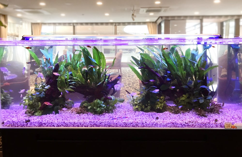 120cm淡水魚水槽 レイアウト レンタル