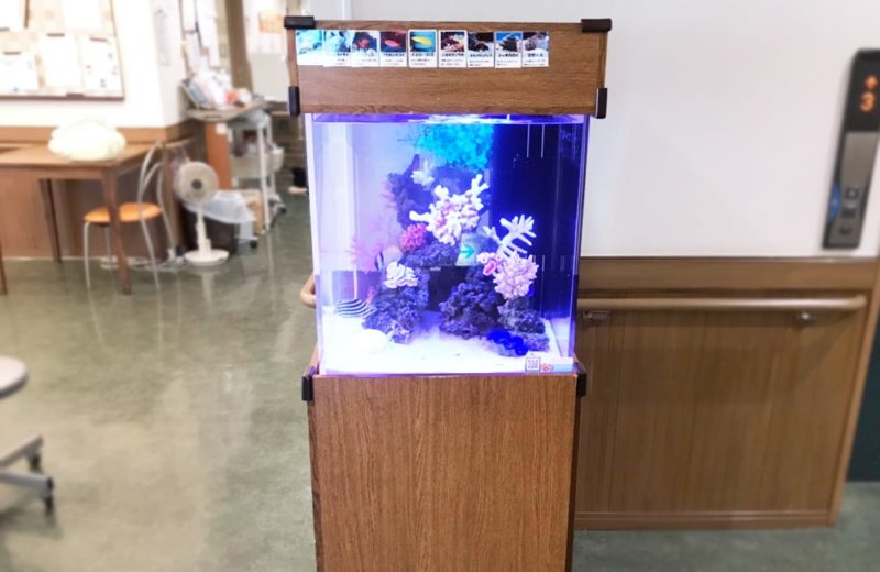 埼玉県さいたま市 介護付き有料老人ホーム 水槽レンタル事例 現在の様子 水槽画像3