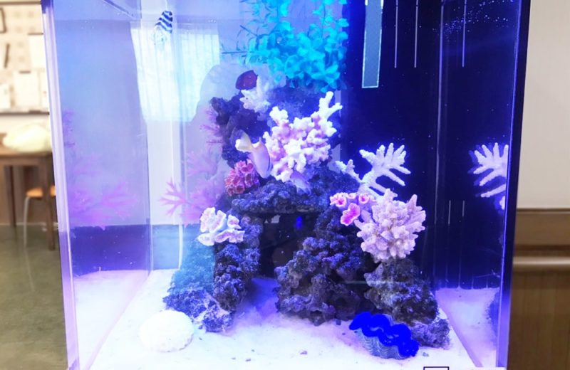 埼玉県さいたま市 介護付き有料老人ホーム 水槽レンタル事例 現在の様子 水槽画像4