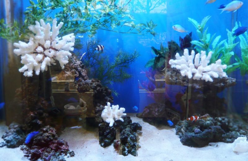 スポーツクラブ ルネサンス早稲田店様 90cm海水魚水槽 レンタル事例 水槽画像3