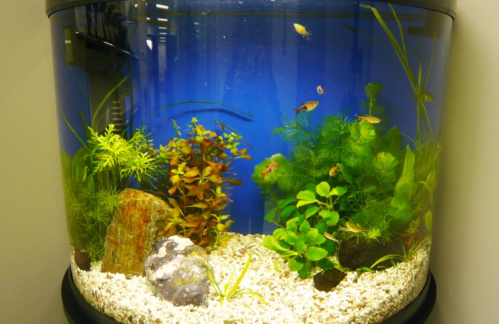 青い背景の水槽で泳ぐ小型魚と水草のレイアウト