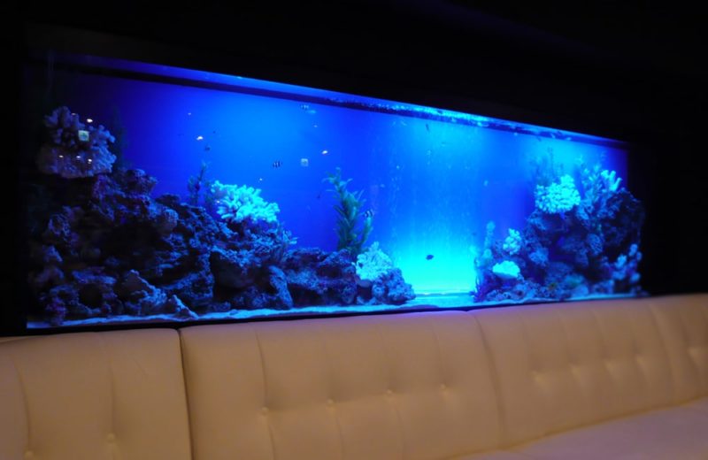 飲食店様　300cm 壁埋め込み水槽 海水アクアリウム 水槽販売事例 水槽画像３