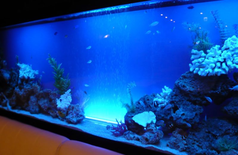飲食店様　300cm 壁埋め込み水槽 海水アクアリウム 水槽販売事例 水槽画像２