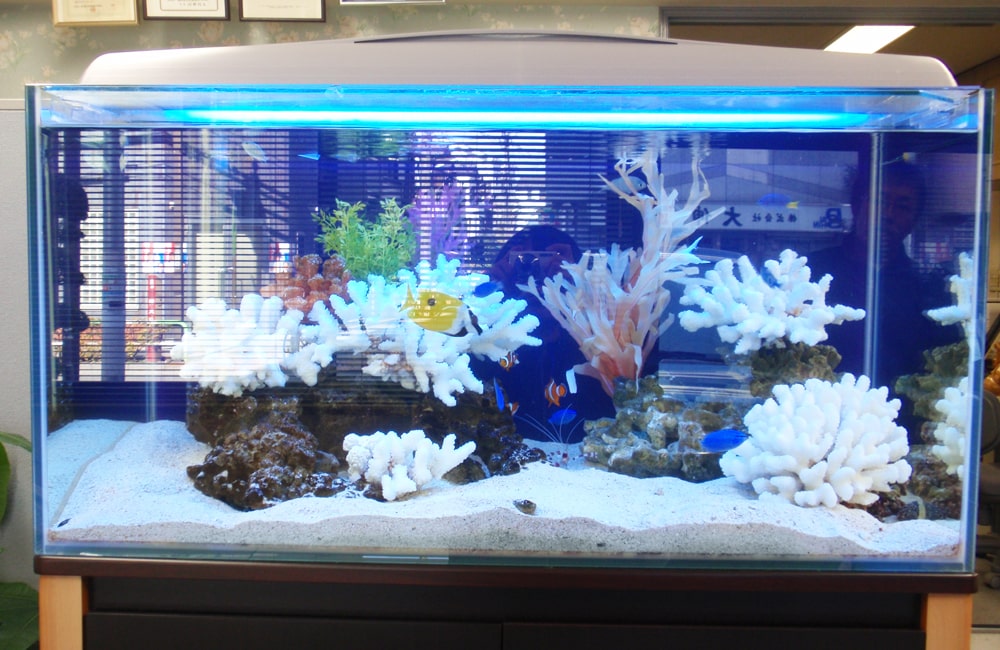 荒川区 企業様 オフィスに90cm海水魚水槽を設置 水槽レンタル事例のサムネイル画像