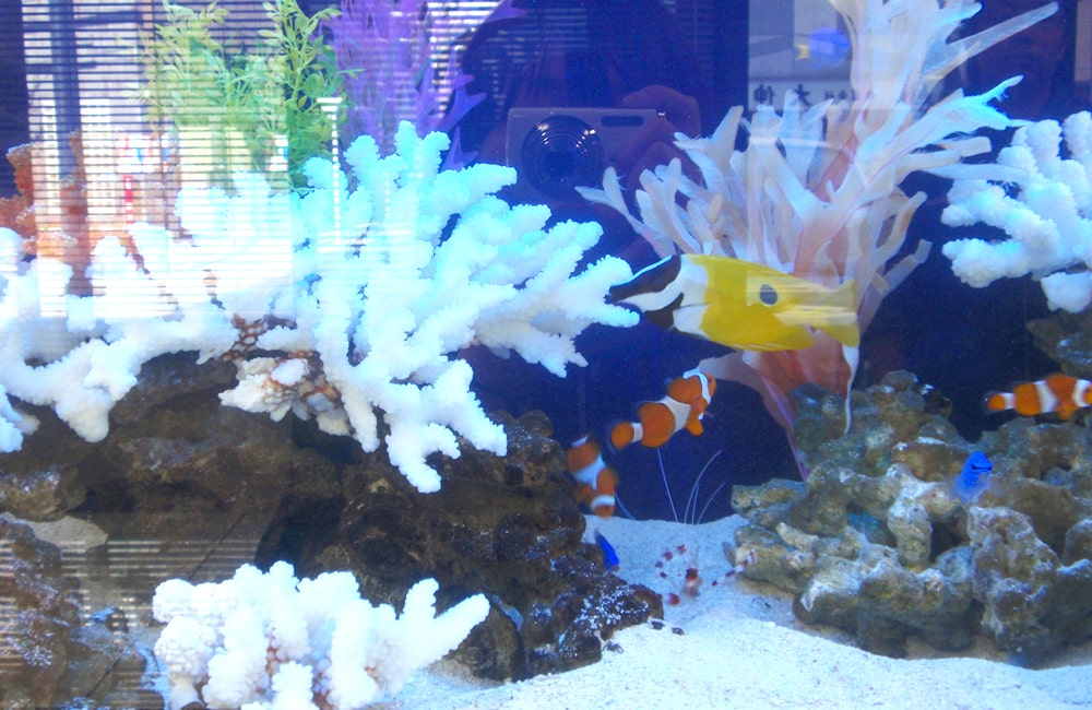白いサンゴとクマノミが泳ぐ海水魚水槽のレイアウト