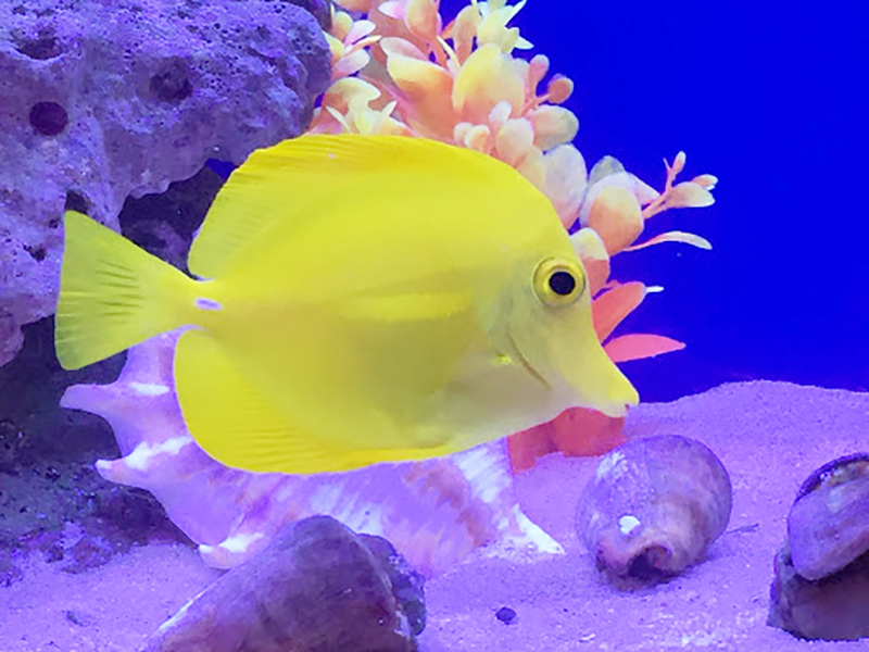 青い背景の水槽を泳ぐ黄色い海水魚と底砂の貝殻
