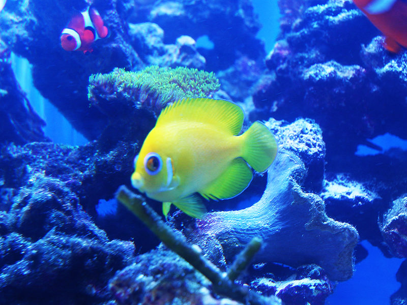 サンゴ礁を泳ぐ黄色い海水魚とクマノミの仲間