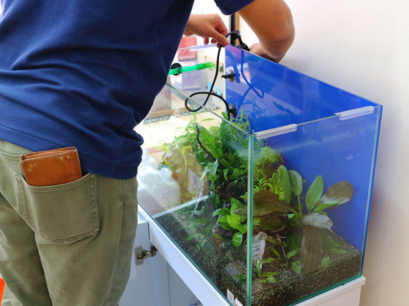 水草水槽の背面に青いバックスクリーンを貼る作業員