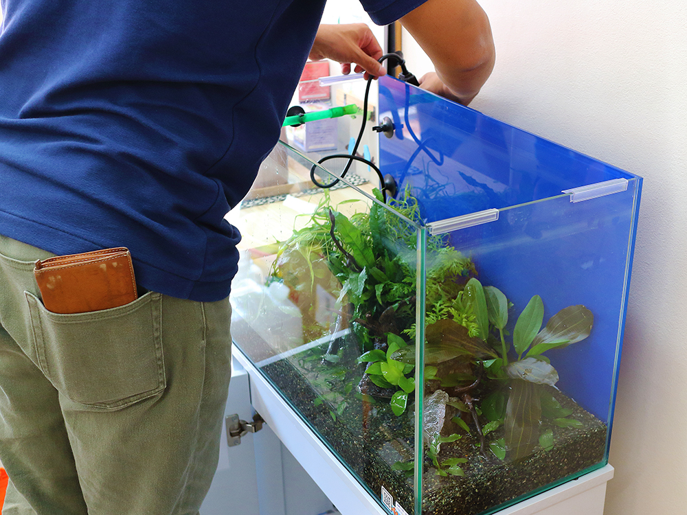 水草水槽の背面に青いバックスクリーンを貼る作業員